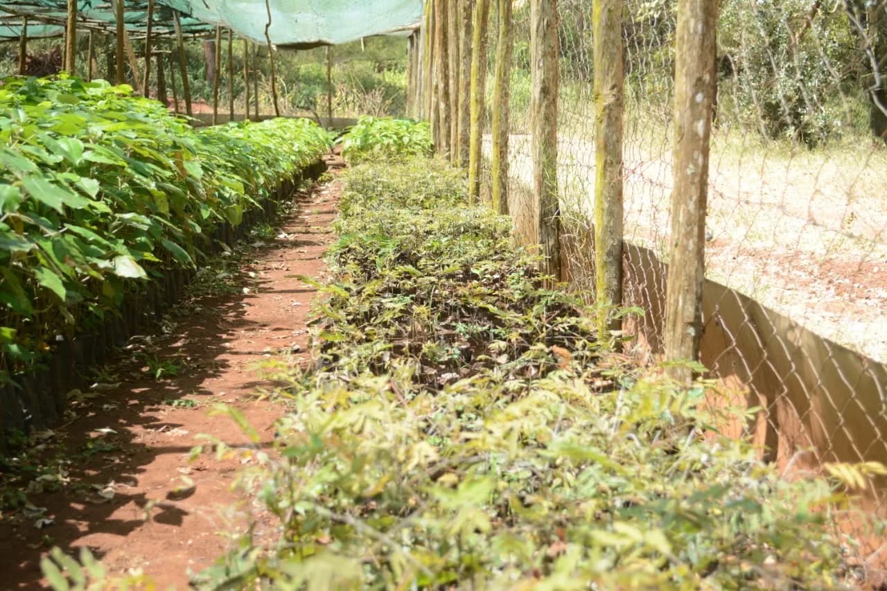 /Spacegallery/spaceimpactkenya-environmental-sustainability-2.webp