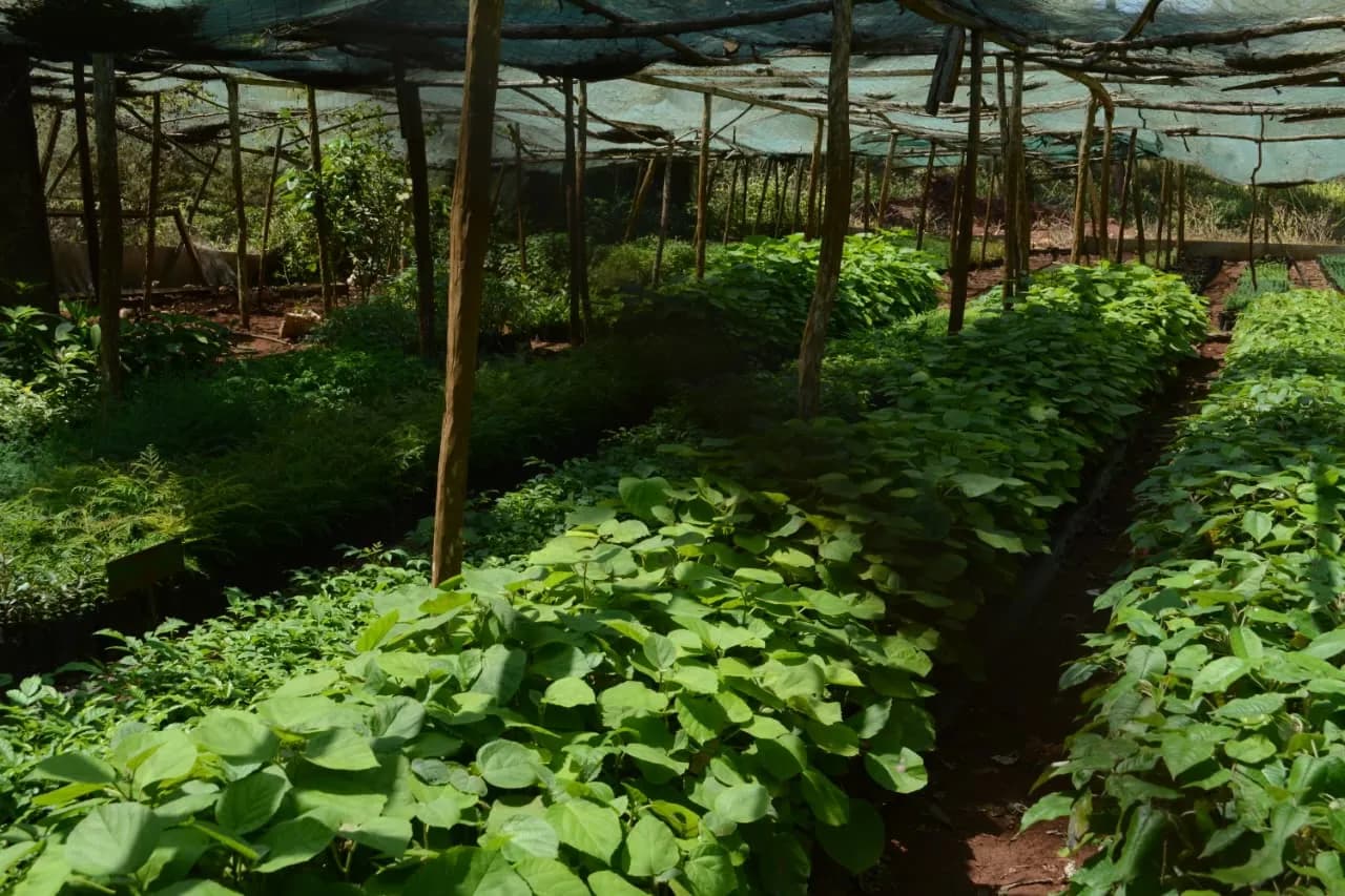 /Spacegallery/spaceimpactkenya-land-management.webp